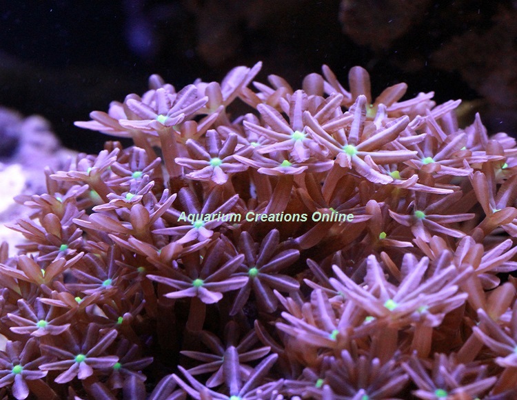 Picture of Daisy Polyp Coral