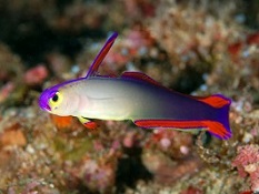 Picture of Saltwater Aquarium Dartfish