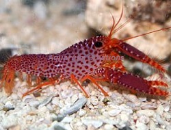 Picture of Debelius Reef Lobster