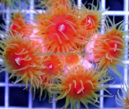 Picture of Dendrophyllia Coral, Dendrophyllia fistula 