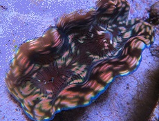 Picture of Deresa Clam, Thin Bar, Aquacultured