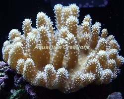 Picture of Devils Hand Finger Leather Coral, Aquacultured