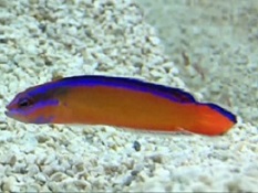 Picture of a Saltwater Pseudochromis also called a Dottyack fish
