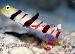Picture of Dracula Goby