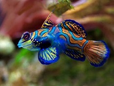 Picture of Dragonete Saltwater Fish