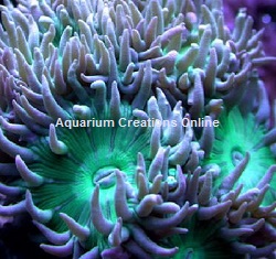 Picture of Metallic Green Duncan Coral, Captive-grown 