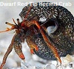 Picture of Dwarf Red Tip Hermit Crab