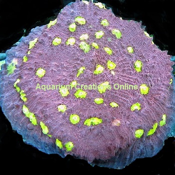Picture of Easter Egg Chalice, Oxypora Sp., Aquacultured