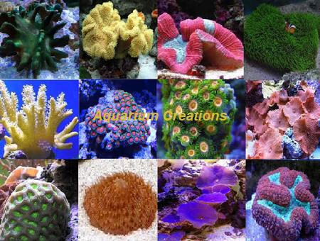 Beginner Corals: Easy to Care for Coral Package