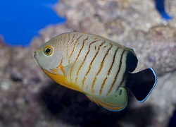 Picture of Eibli Angelfish, Centropyge eibli