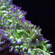Picture of Elegance Coral, Catalaphyllia jardinei