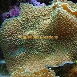 Picture of Colored Elephant Ear Mushroom Coral