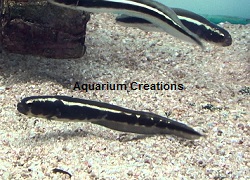 Picture of Engineer Goby