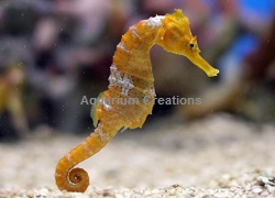 Seahorses For Sale Home Aquarium Seahorses Captive Bred Seahorses
