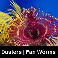 Saltwater Aquarium Fan Worms