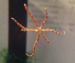 Picture of Brittle Sea Star, Fancy