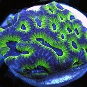 Picture of Bi Color Favia Coral, Aquacultured