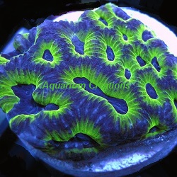 Picture of Bi Color Favia, Aquacultured