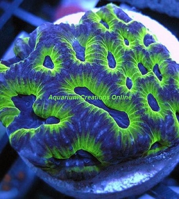 Picture of Bi Colored Favia, Aquacultured