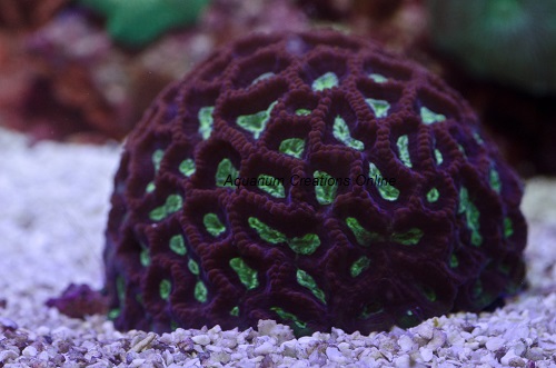 Picture of Brain Coral, Favites