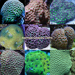 Picture of Favia Brain Coral Assortment, Australia