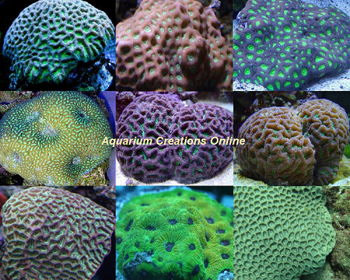  Favia Brain Coral Assortment: Favia's Full Size Corals Not Frags