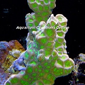 Picture of Branching Favites Coral, Australia Favites complanata