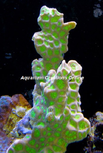 Picture of Branching Favites Coral, Australia