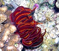Picture of Super Colored Feather Star
