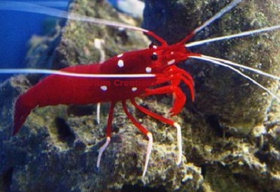 Picture of Red Fire Shrimp, Lysmata debelius