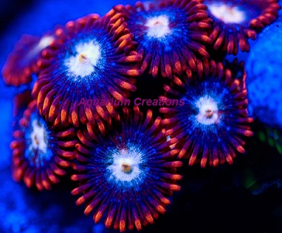 Picture of  Fire and Ice Zoanthid Polyps