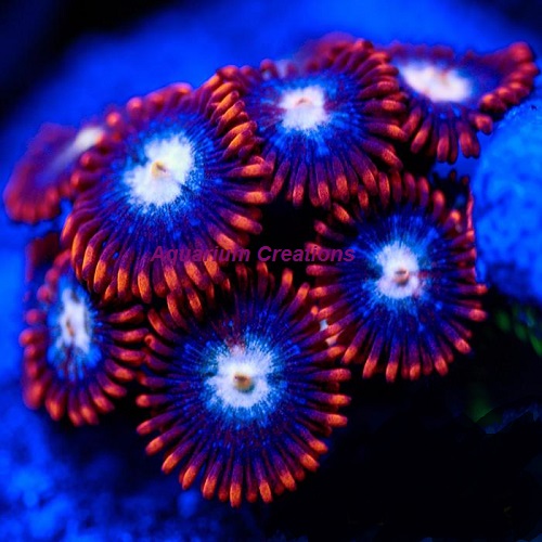 Picture of Fire and Ice Zoanthid Zoanthid