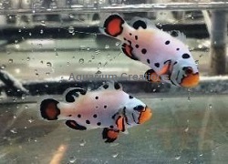 Picture of Frostbite Clownfish