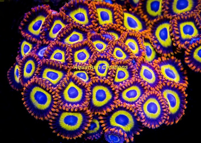 Picture of Fruit Loops Zoanthid Polyps