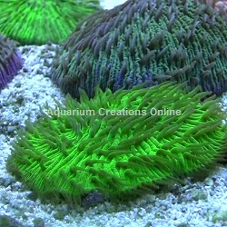 Picture of Neon Green Short Tentacle Plate Coral