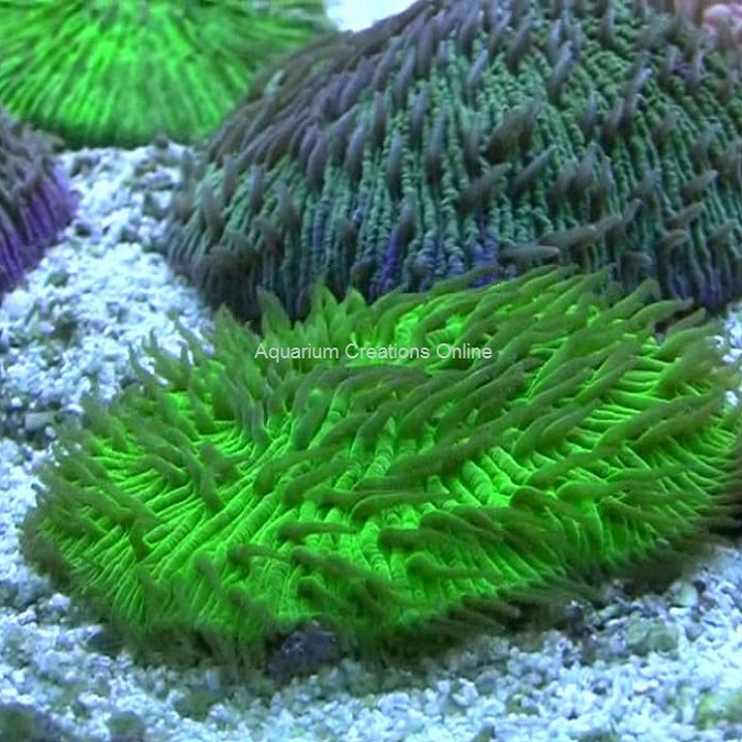 Picture of Metallic Short Tentacle Plate Corals from Australia