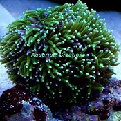 Picture of Green Galaxea Coral, Aquacultured