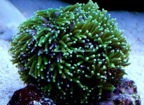 Picture of Metallic Green Galaxea Coral, Galaxea fascicularis