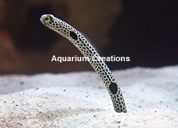 Picture of Hass's Spotted Garden Eel