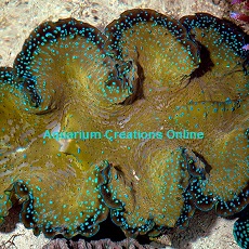 Picture of Aquacultured Gigas Clams