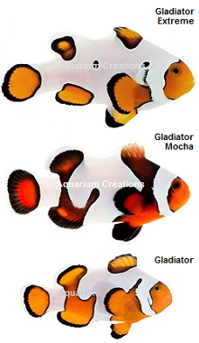 Picture of 3 Varieties of Gladiator AKA DaVinci Clownfish