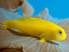 Picture of Sandsifter Goby
