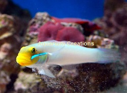 Picture of Golden Head Sleeper Goby