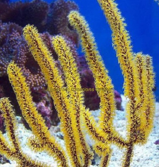 Golden Polyping Sea Rods, Bright Golden polyps on Maroon colored branches.