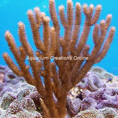 Picture of Golden Sea Rod Gorgonian