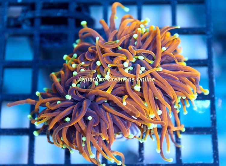 Picture of Golden Torch Coral, Australia