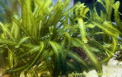 Picture of Green Algae Plant, (Assorted)