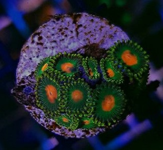 Picture of Green Bay Packers Zoanthid Polyps