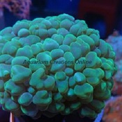 Picture of Green Bubble Coral, Aquacultured