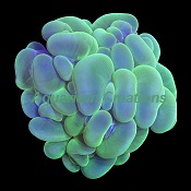 Picture of Green Bubble Coral, Australia